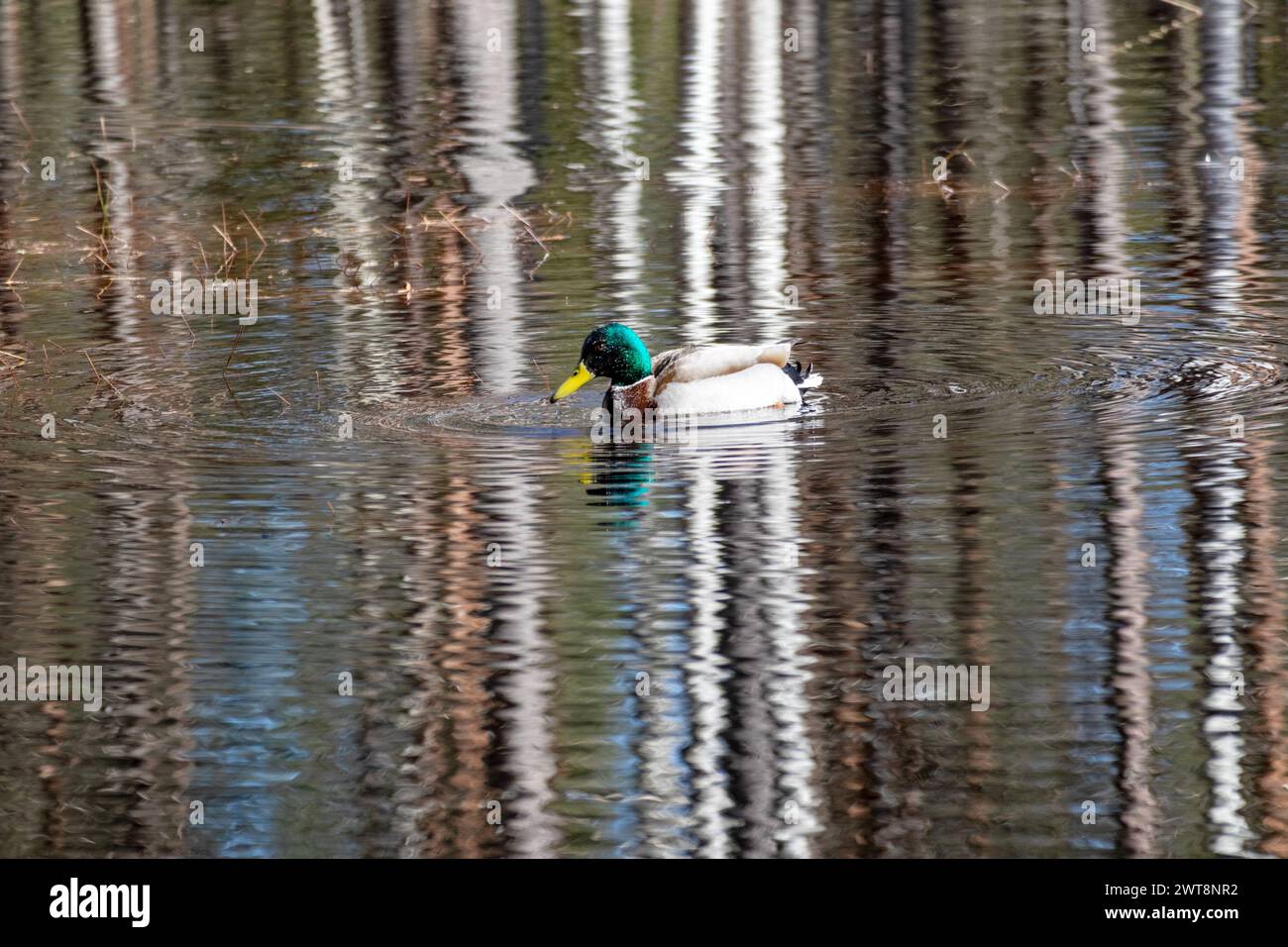 Un canard avec une tête à plumes vertes dans l'eau Banque D'Images
