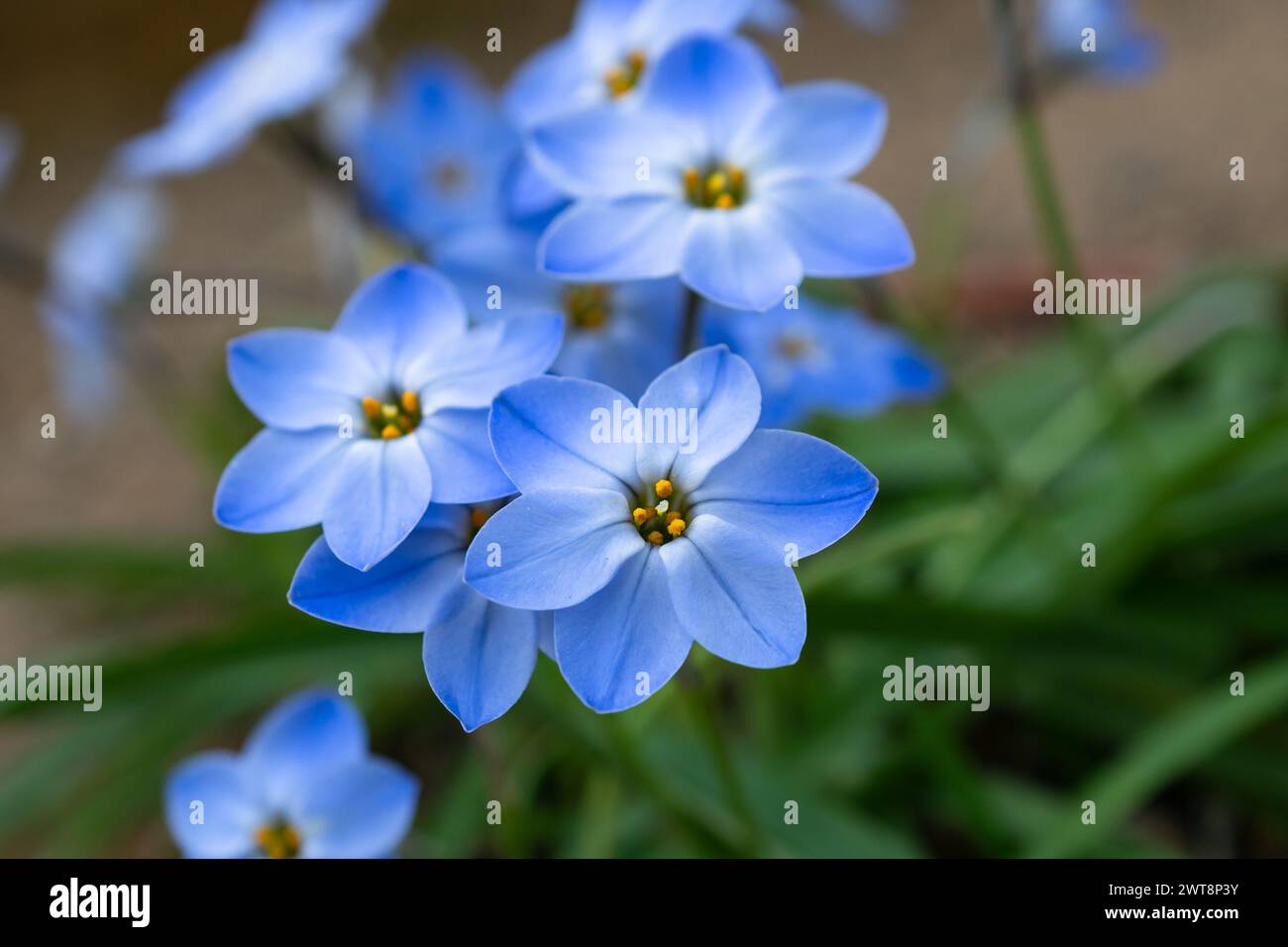 Ipheion uniflorum 'Rolf Fiedler' Spring Starflower Banque D'Images