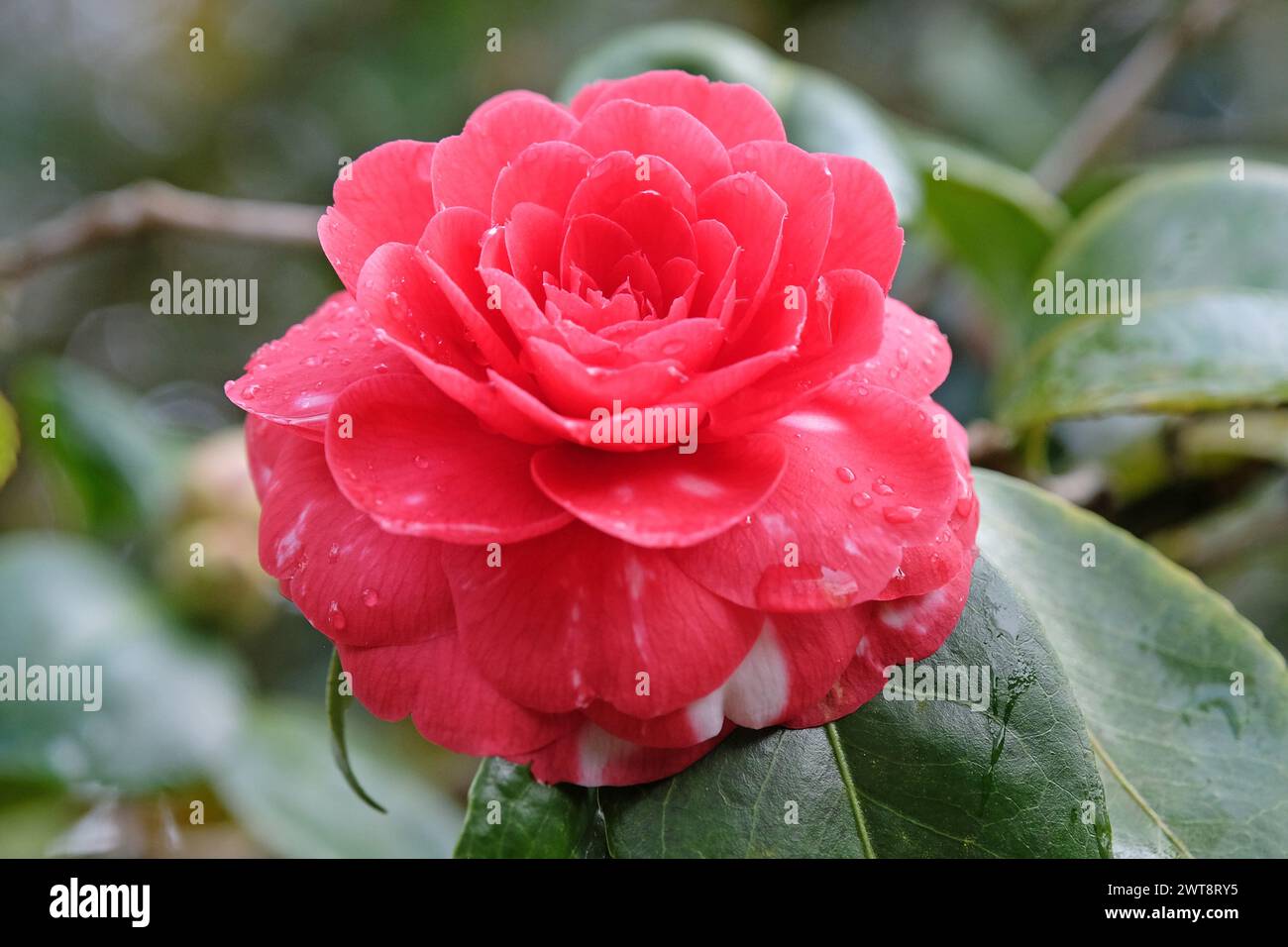Rosette rouge double Camellia japonica Ôblack TieÕ en fleur. Banque D'Images