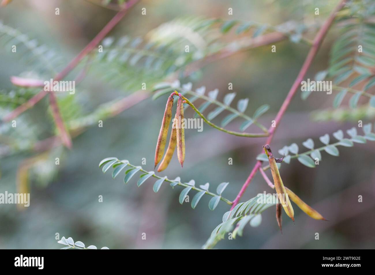 Feuilles d'acacia avec un motif et de longues gousses vertes avec des graines sur un fond flou d'une pelouse de jardin. Feuillage frais et branches dans le parc. Été g Banque D'Images