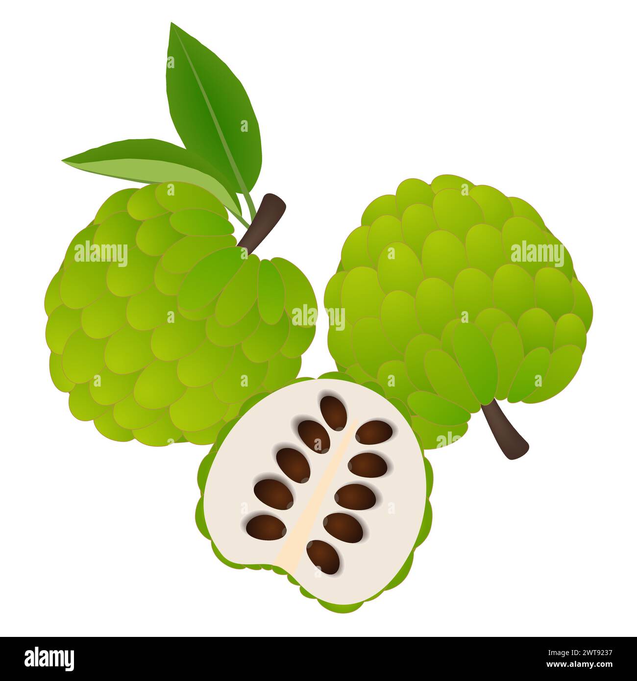 Fruits de cherimoya entiers et la moitié sur un fond blanc. Illustration de Vecteur