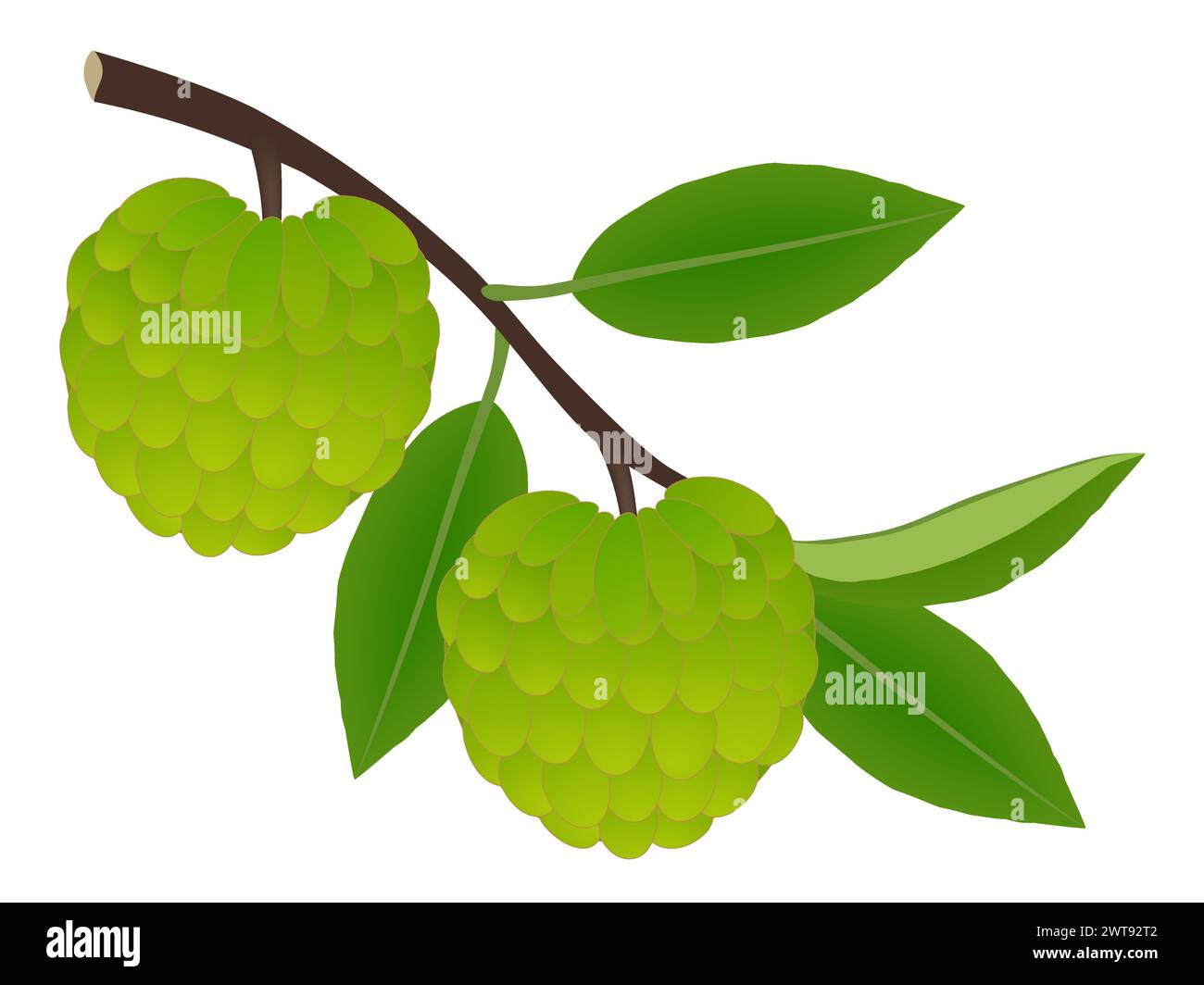 Fruit de cherimoya sur une branche avec des feuilles sur un fond blanc. Illustration de Vecteur