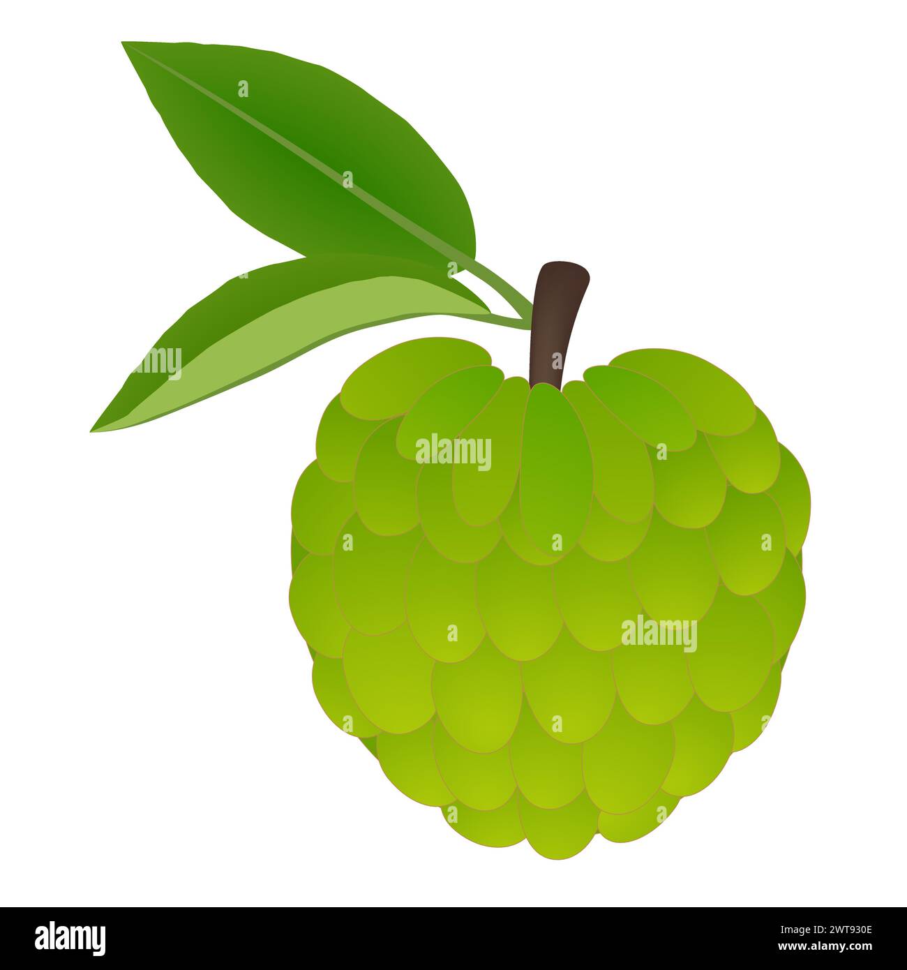 Fruit de cherimoya frais Annona cherimola avec des feuilles sur un fond blanc. Illustration de Vecteur