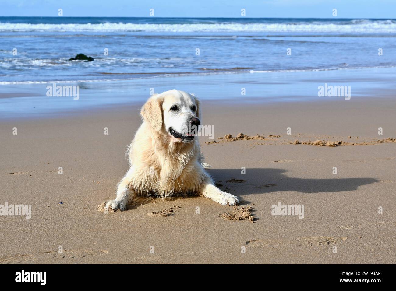 Un chien, Golden Retriever allongé sur la plage, Castelejo Beach, Portugal Banque D'Images