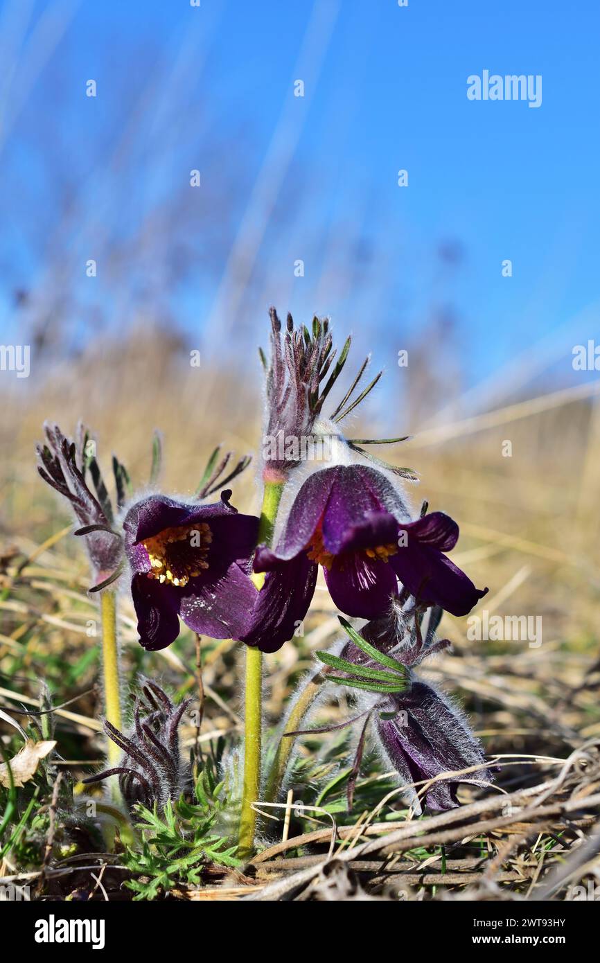 Pulsatilla pratensis, la petite fleur pasque, verticale Banque D'Images