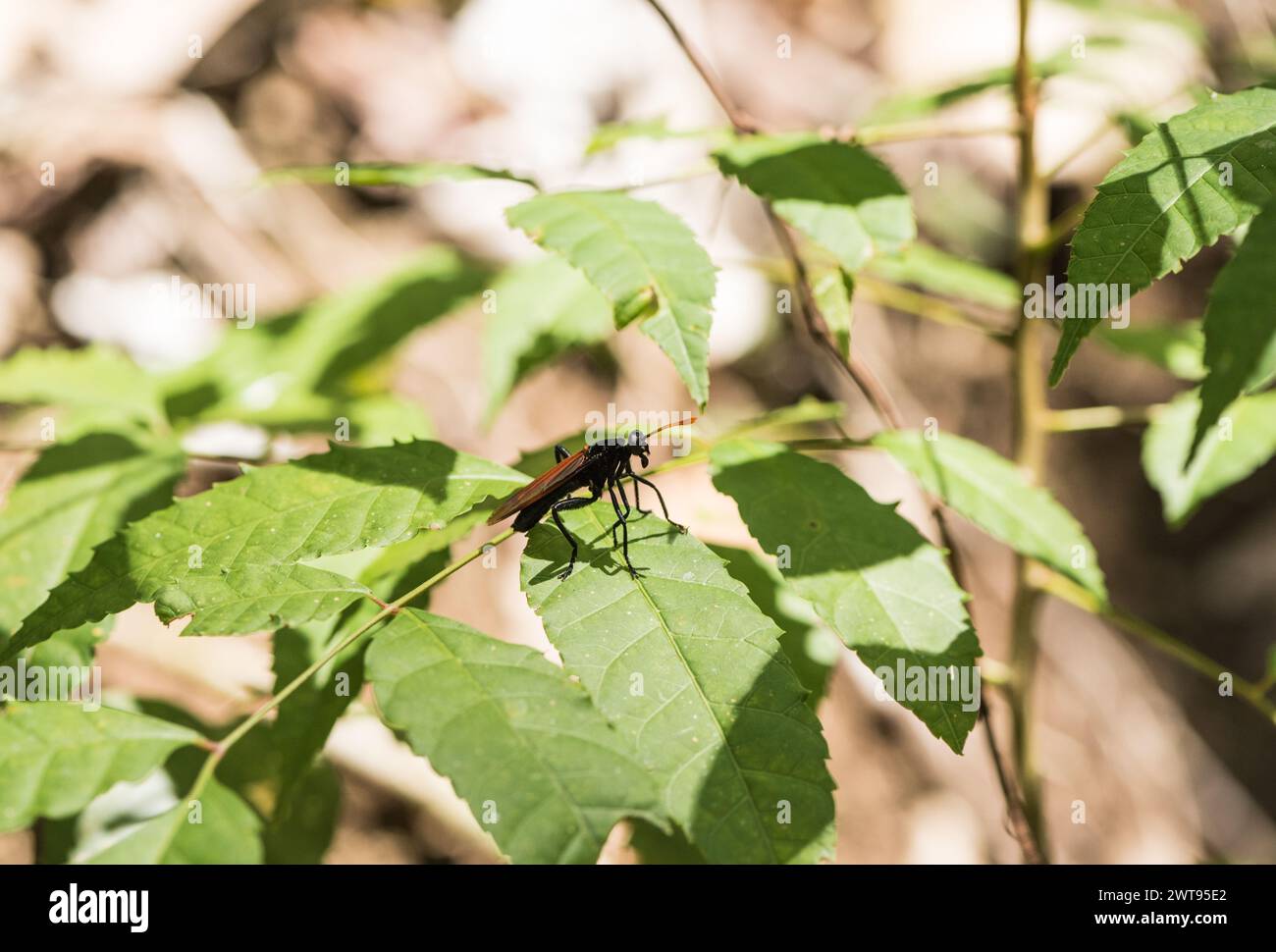 Une mouche Mydas (Protomydas rubidapex), une guêpe de chasse aux araignées, perchée sur une feuille en Colombie. Une des deux espèces recensées pour le pays. Banque D'Images
