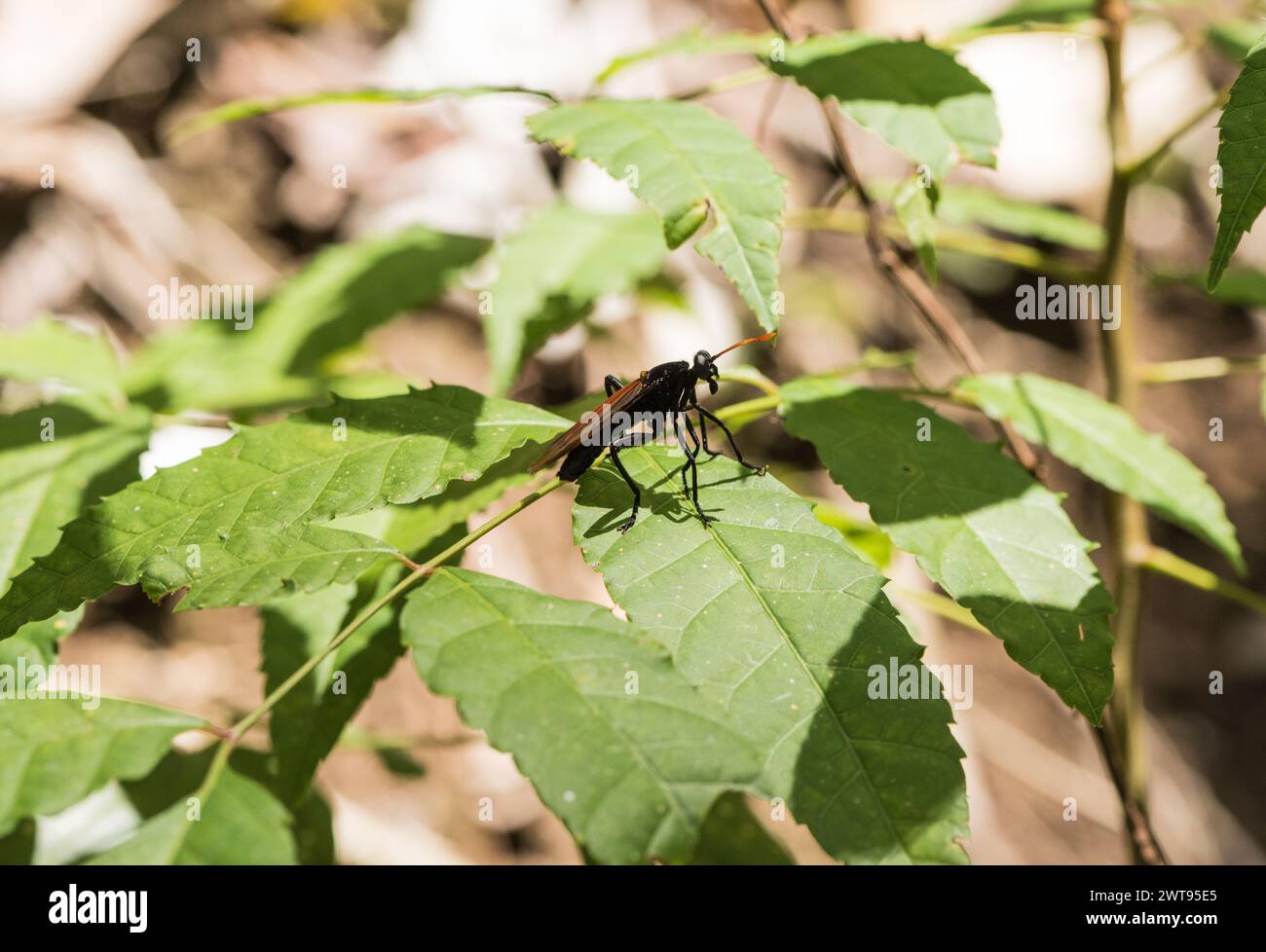 Une mouche Mydas (Protomydas rubidapex), une guêpe de chasse aux araignées, perchée sur une feuille en Colombie. Une des deux espèces recensées pour le pays. Banque D'Images