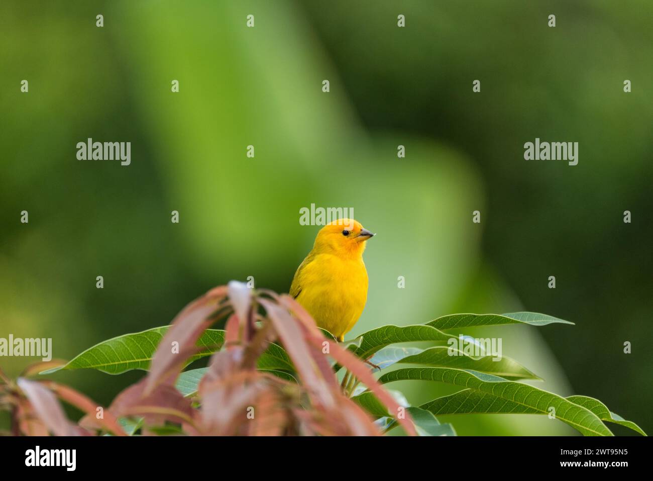 Finch safran perché (Sicalis flaveola), un tanager, en Colombie Banque D'Images