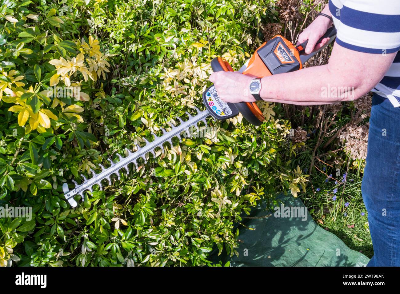 Une femme élaguant des arbustes de jardin, principalement Choisya ternata, avec des tondeuses électriques. Banque D'Images