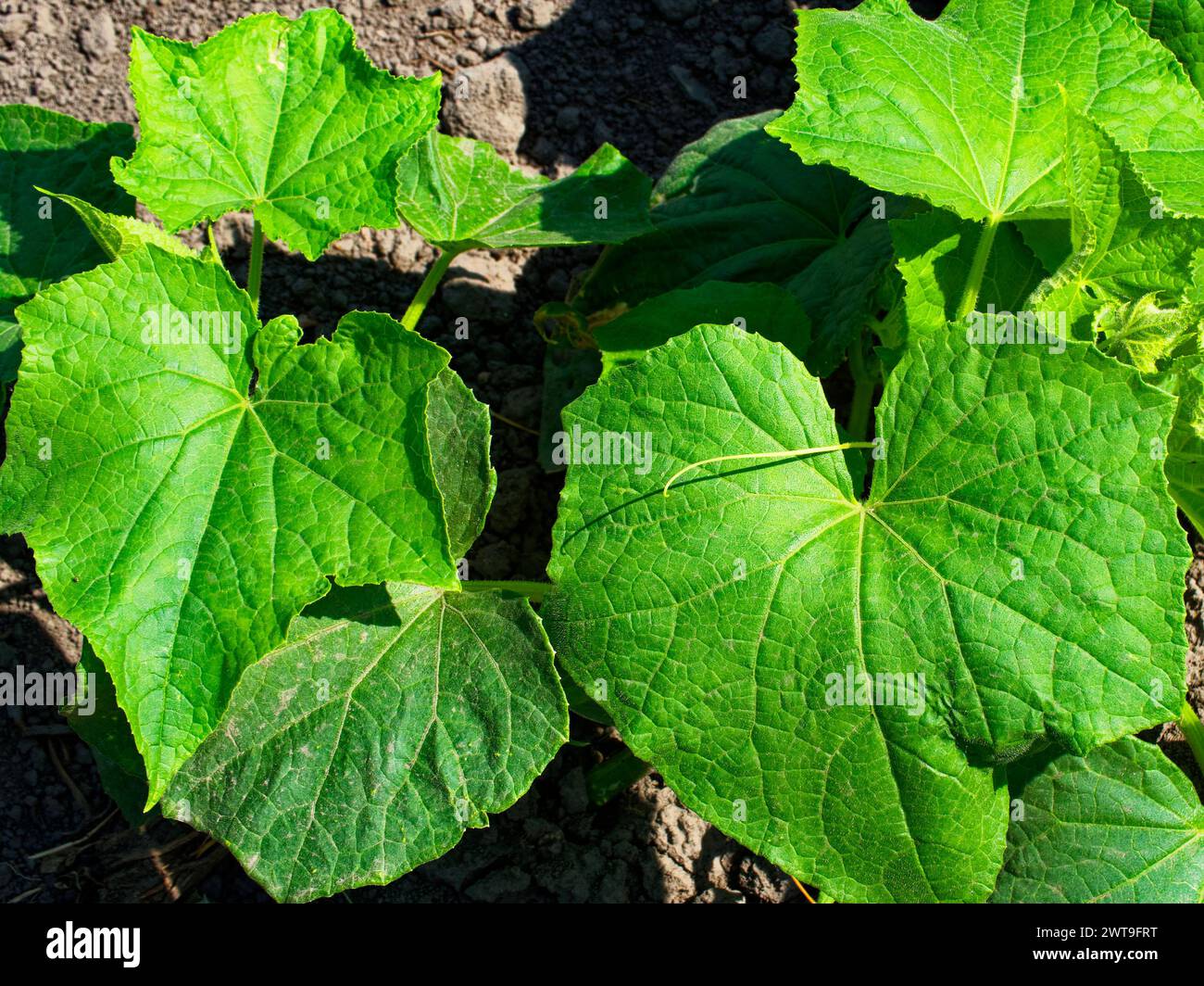 Verdure vibrante : feuilles vert vif poussant à partir d'un sol sombre, baignées de lumière du soleil, représentant la croissance naturelle. Banque D'Images