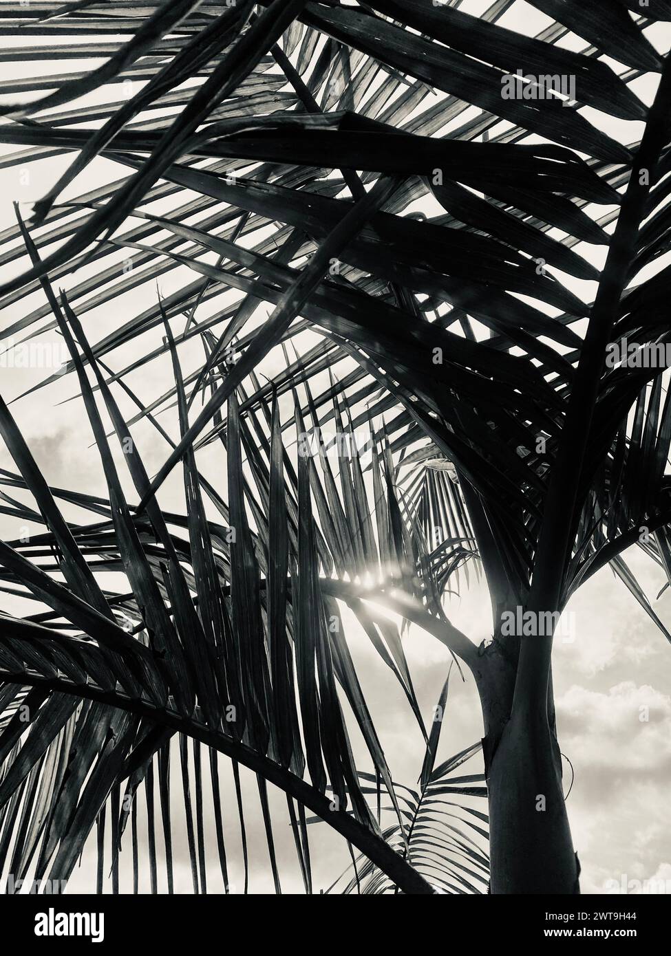 Palm Silhouette imprimé art noir et blanc Banque D'Images