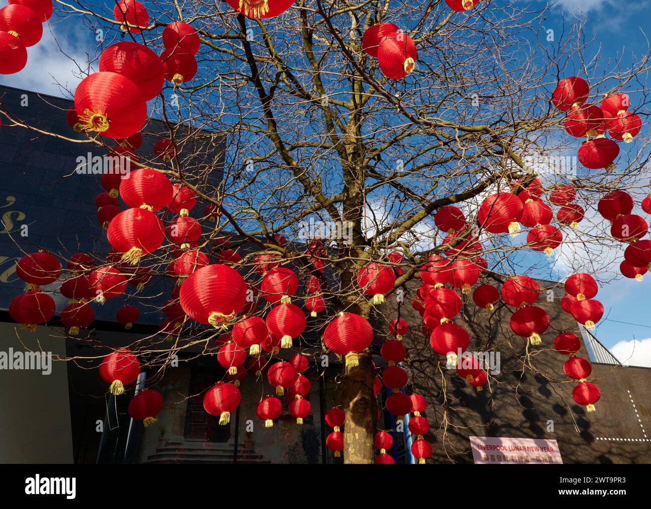 Lanternes rouges suspendues dans un arbre dans le centre-ville de Liverpool pour célébrer le nouvel an lunaire Banque D'Images