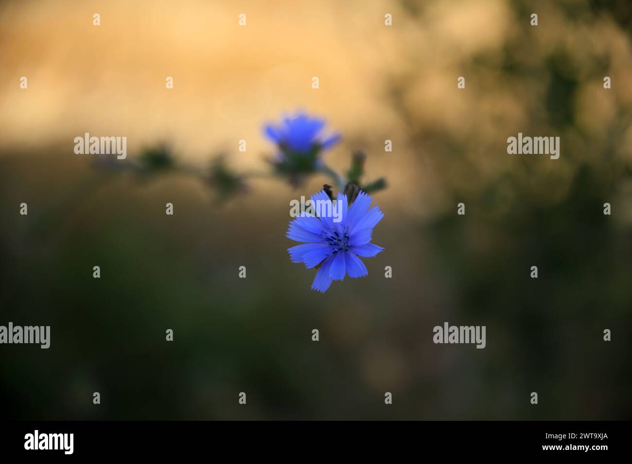 Fleurs bleues de Cichorium endivia sur fond dégradé naturel avec effet bokeh, région Ombrie, Italie Banque D'Images