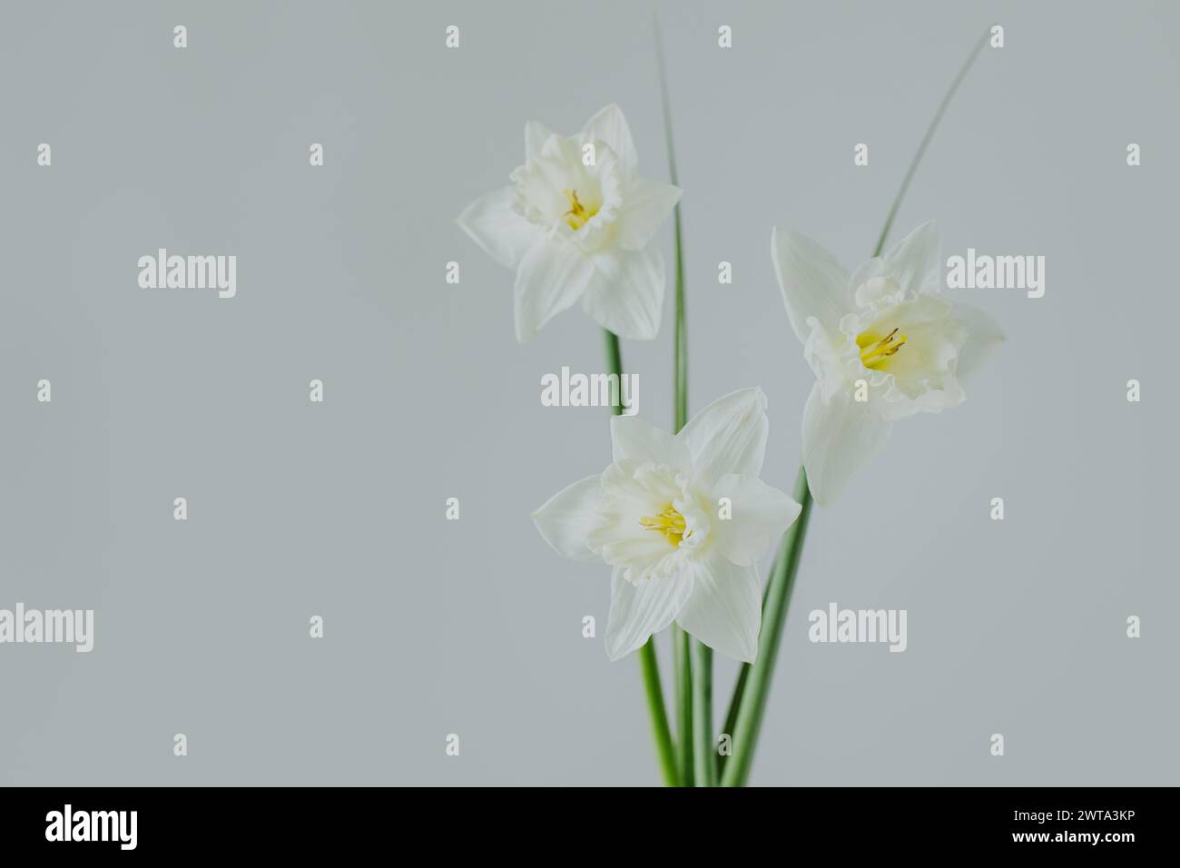 Belles fleurs de jonquille blanche (narcisse) sur un fond gris clair. Placer pour le texte. Banque D'Images