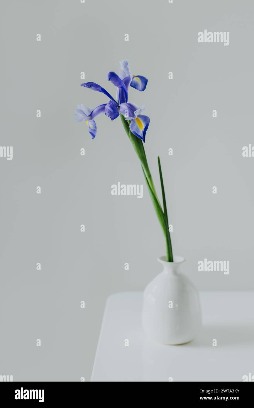 Belle fleur d'Iris dans un vase sur un fond gris clair. Concept minimal. Placer pour le texte. Banque D'Images