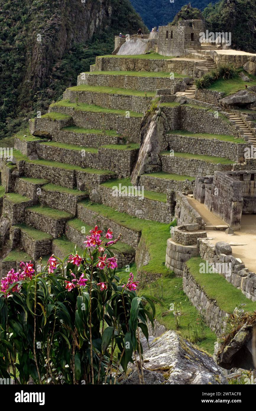 Machu Picchu, Pérou. Fleurs, regardant vers Hitching Post of the Sun. Banque D'Images