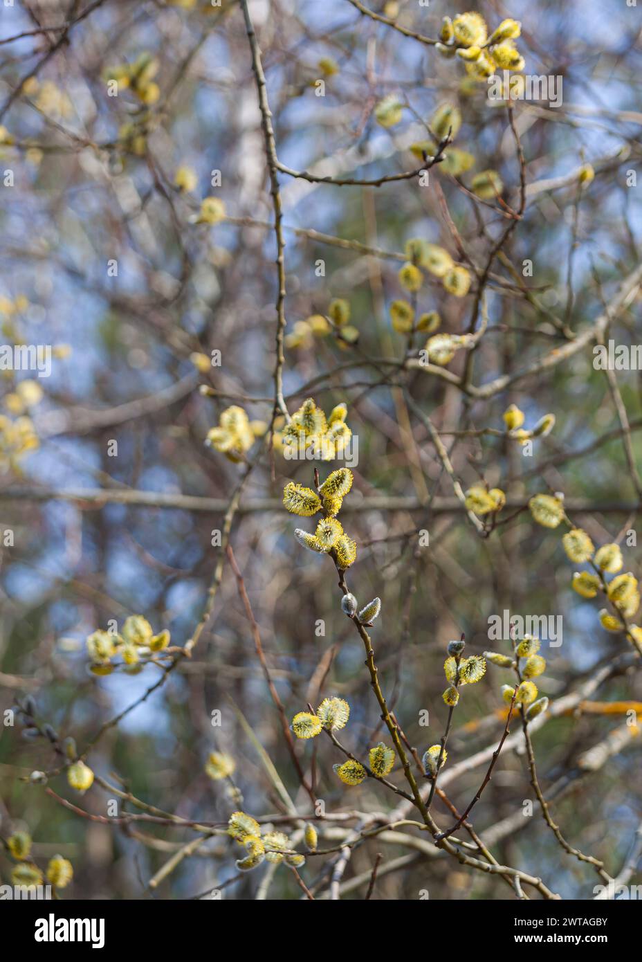 Une branche d'un saule en fleurs contre un ciel bleu de printemps. Fleurs jaunes moelleuses sur une brindille brune. Prise de vue macro. Pour une carte postale. Vertical Banque D'Images