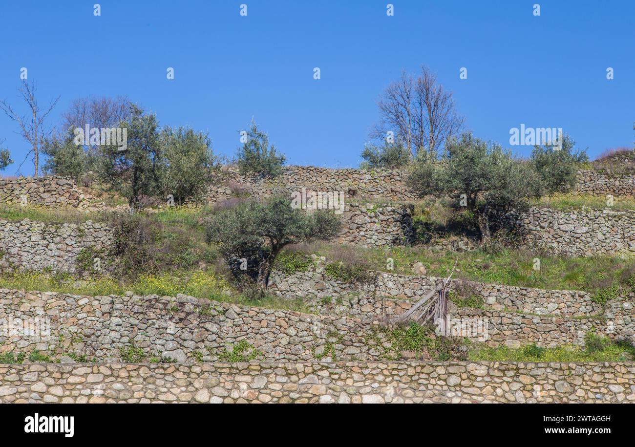 Culture de l'olivier en terrasses dans les zones montagneuses. Murs de pierre sèche tenant la terre Banque D'Images