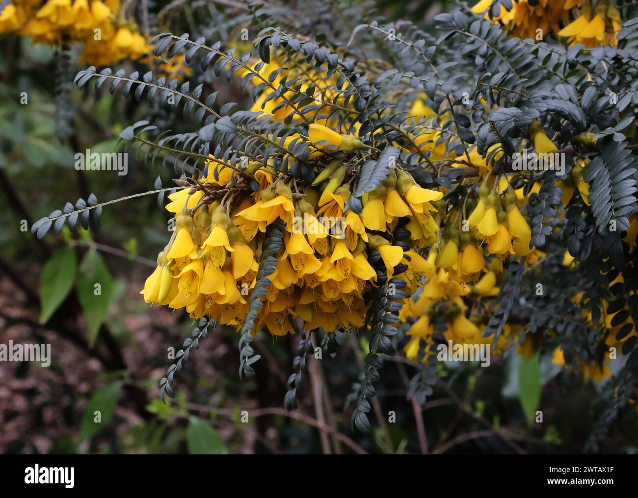 Kōwhai pleurant ou Kōwhai à petites feuilles, Sophora microphylla 'Roi Soleil', Fabaceae. Banque D'Images