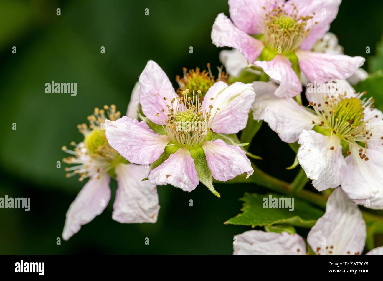 Plante de mûre avec fleurs en fleurs poussant dans le jardin. Jardinage, horticulture et concept de culture fruitière. Banque D'Images