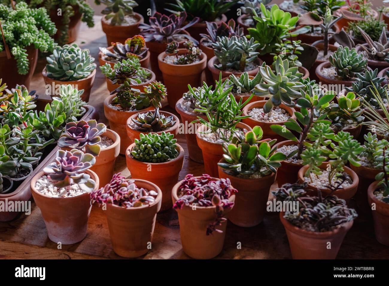 Une vaste collection de succulentes, chacune avec des formes et des nuances uniques, exposées dans des pots en terre cuite classiques. La riche diversité de ce groupe végétal est mise en valeur sur une surface en bois, prélassée dans la lumière chaude. Banque D'Images