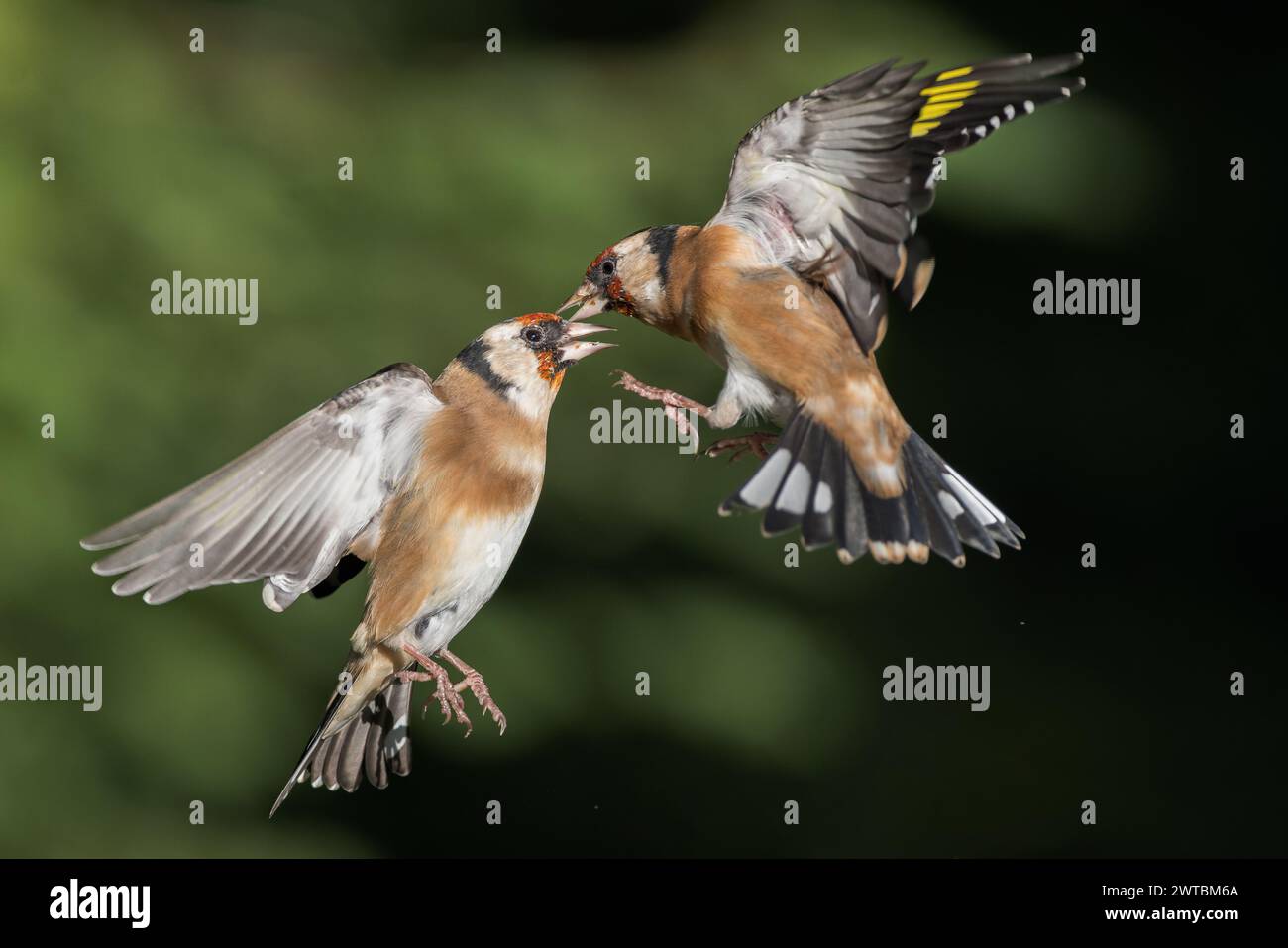 Palangriers européens [ carduelis carduelis ] 2 oiseaux combattant en plein air Banque D'Images