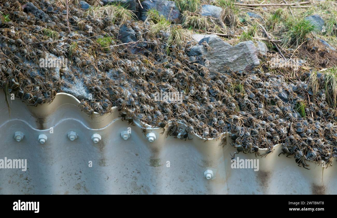 Masses de crabe à mitaines chinoises (Eriocheir sinensis), espèces envahissantes, néozoon, crabes, juvéniles, rampant au tuyau de ponceau du barrage de l'Elbe Banque D'Images