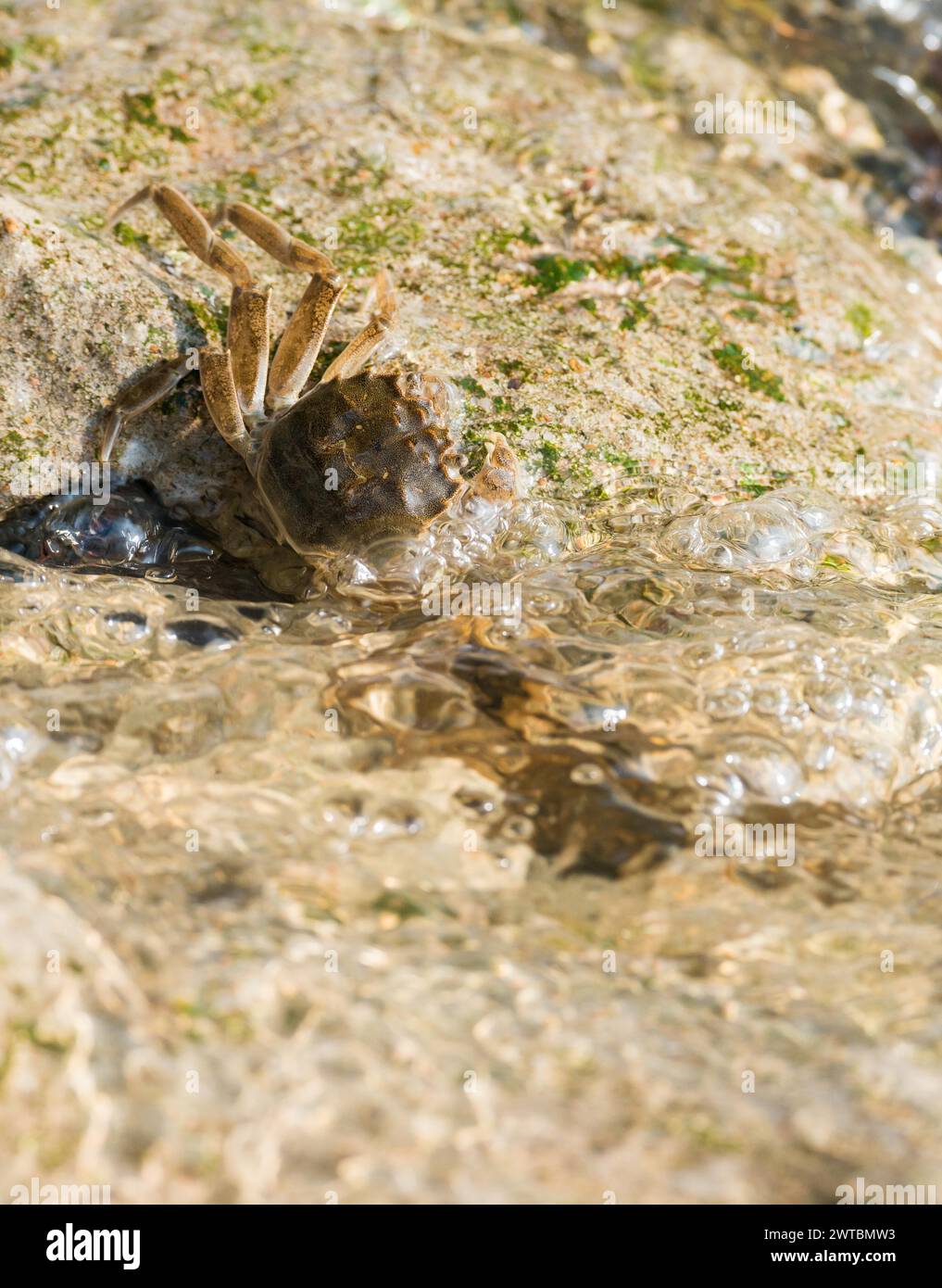 Crabe à mitaines chinoises (Eriocheir sinensis), espèce envahissante, néozoon, crabe, juvéniles accrochent à la stabilisation de la rive en béton, roches Banque D'Images