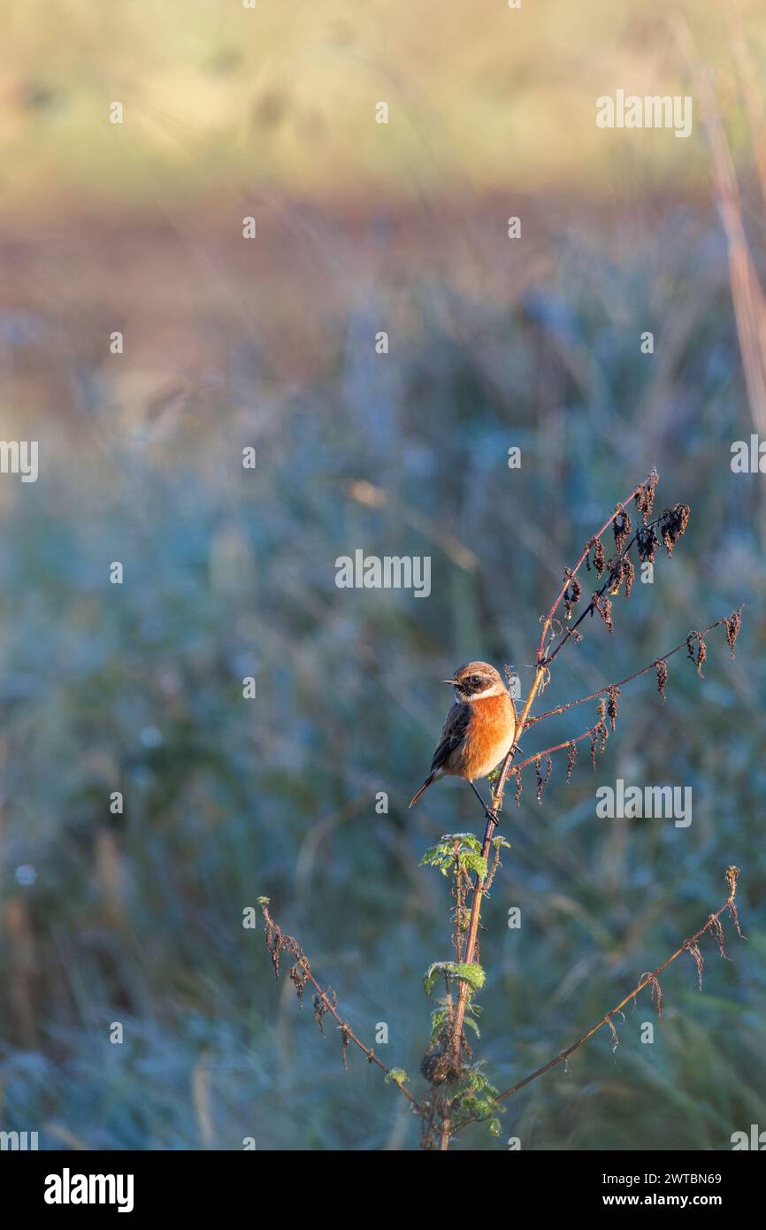 Stonechat européen [ Saxicola rubicola ] oiseau mâle sur la tige d'ortie dans la lumière dorée tôt le matin Banque D'Images