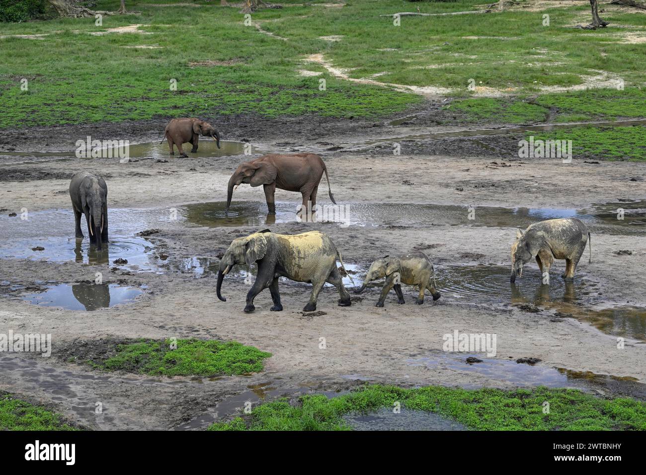 Éléphants de forêt d’Afrique (Loxodonta cyclotis) dans la clairière forestière de Dzanga Bai, parc national de Dzanga-Ndoki, site du patrimoine mondial de l’UNESCO Banque D'Images