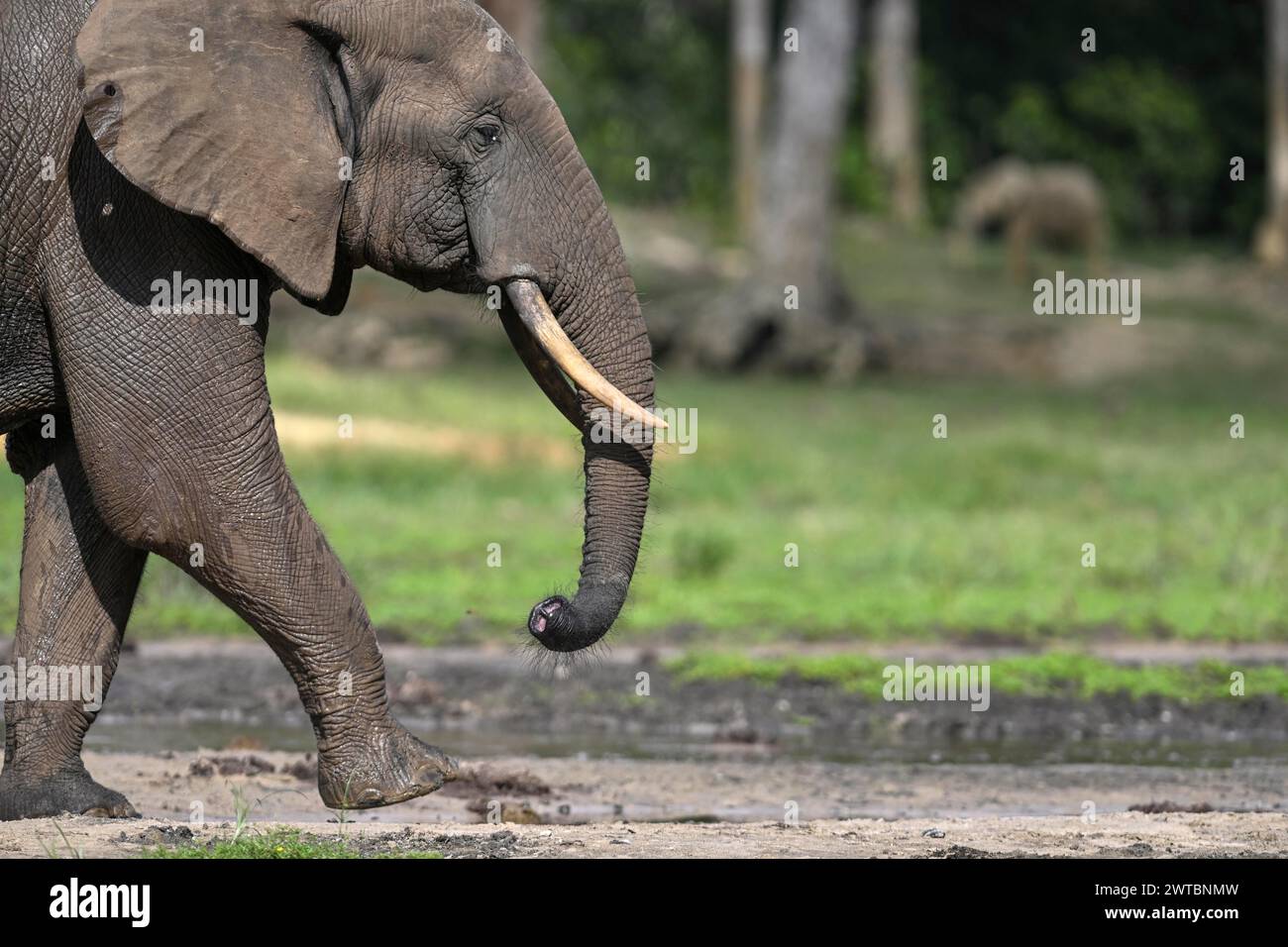 Éléphant de forêt d'Afrique (Loxodonta cyclotis) dans la clairière forestière de Dzanga Bai, parc national de Dzanga-Ndoki, site du patrimoine mondial de l'UNESCO, Dzanga-Sangha Banque D'Images