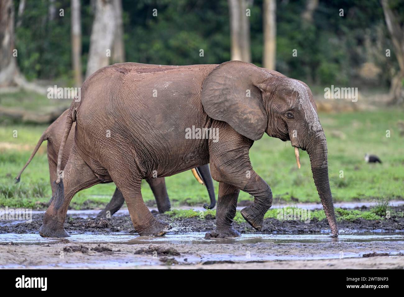 Éléphant de forêt d'Afrique (Loxodonta cyclotis) dans la clairière forestière de Dzanga Bai, parc national de Dzanga-Ndoki, site du patrimoine mondial de l'UNESCO, Dzanga-Sangha Banque D'Images