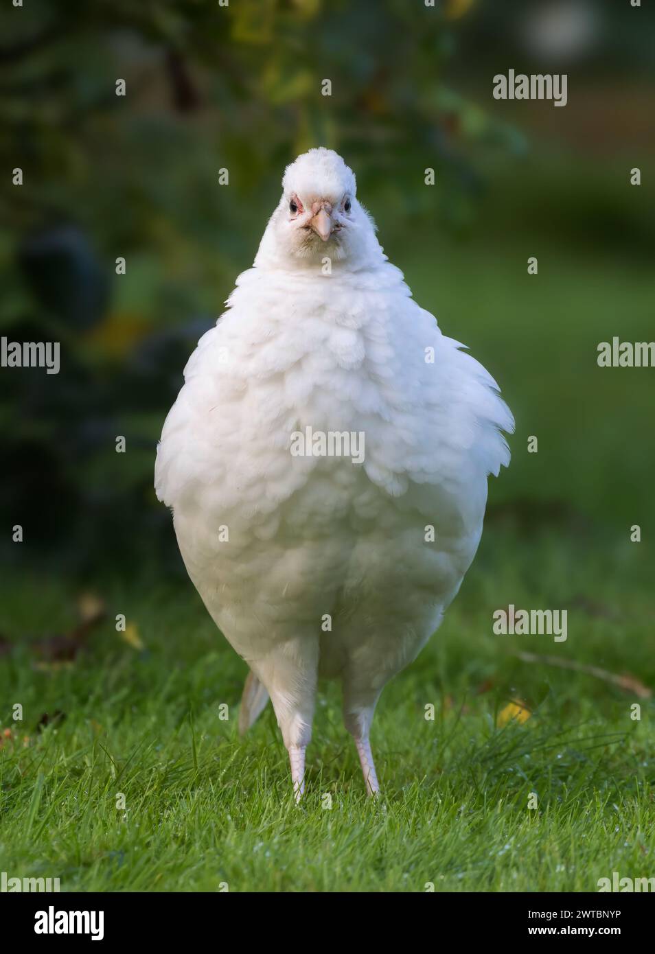 Le faisan [ Phasianus colchicus ] a gonflé un oiseau leuciste féminin regardant directement la caméra sur la pelouse Banque D'Images