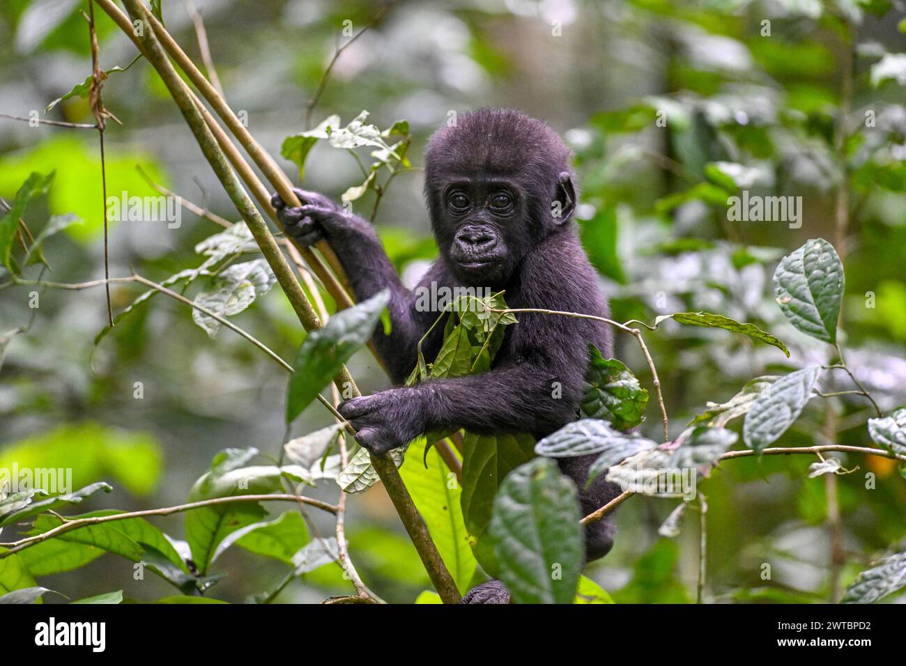 Gorille des plaines occidentales (Gorilla Gorilla Gorilla Gorilla) près de la clairière de la forêt de Bai-Hokou, juvénile, parc national de Dzanga-Ndoki, patrimoine mondial de l'UNESCO Banque D'Images