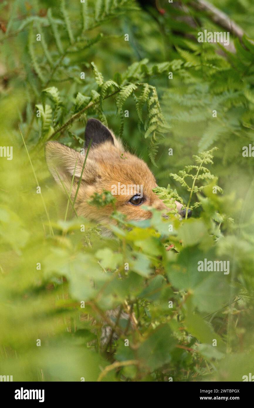 Renard roux (Vulpes vulpes), gros plan d'un jeune renard caché dans le feuillage vert Banque D'Images