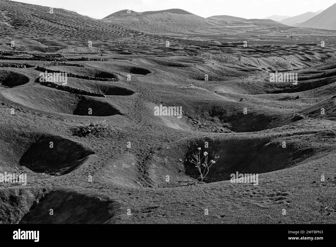 Viticulture typique en mode d'agriculture sèche, noir et blanc, la Geria, Lanzarote, îles Canaries, îles Canaries, Espagne Banque D'Images