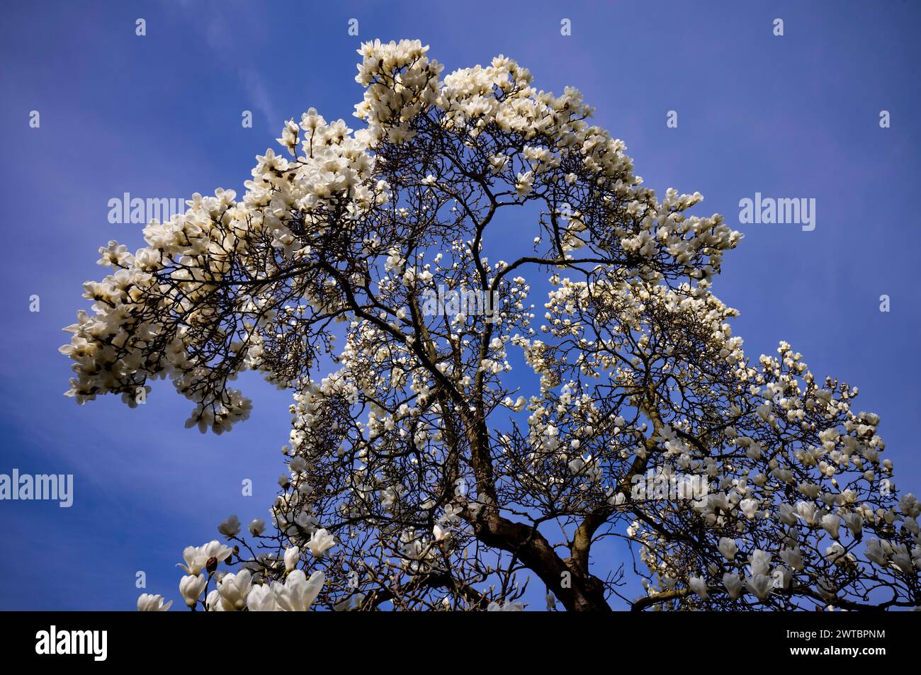 Magnolia, magnolia tree, fleur de magnolia, Bade-Wuertemberg, Allemagne Banque D'Images