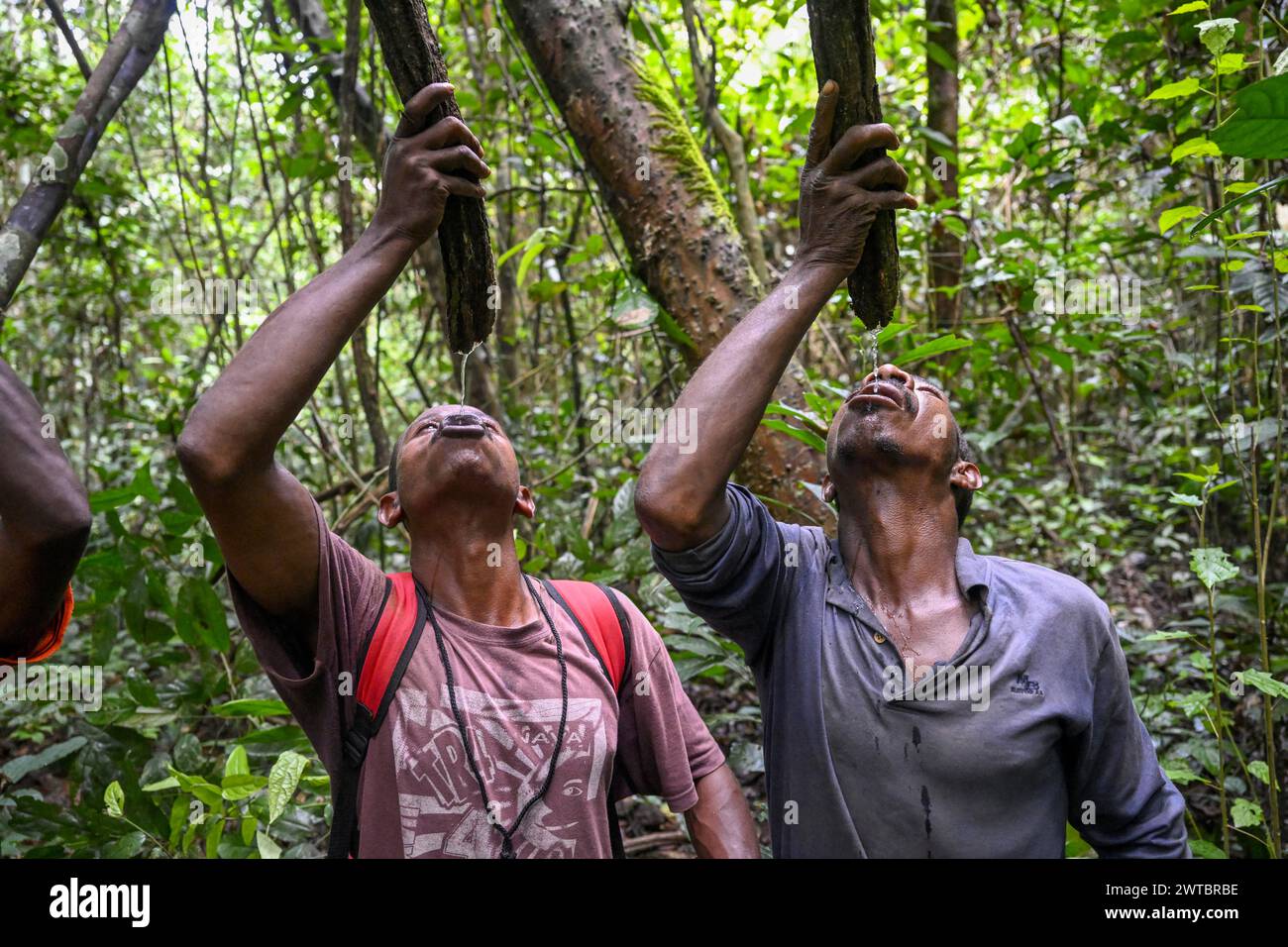 Pygmées du peuple Baka ou BaAka buvant de l'eau à partir de branches coupées, réserve spéciale de forêt dense de Dzanga-Sangha, préfecture de Sangha-Mbaere, Centre Banque D'Images