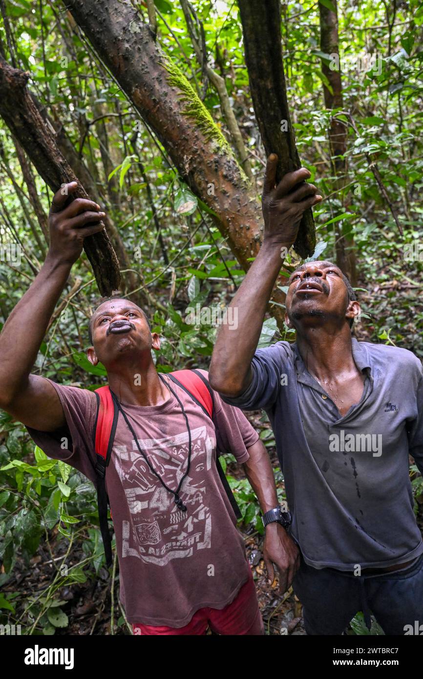 Pygmées du peuple Baka ou BaAka buvant de l'eau à partir de branches coupées, réserve spéciale de forêt dense de Dzanga-Sangha, préfecture de Sangha-Mbaere, Centre Banque D'Images