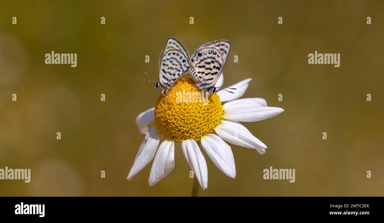 Petits papillons s'accouplant sur des marguerites, Little Tiger Blue, Tarucus balkanicus Banque D'Images