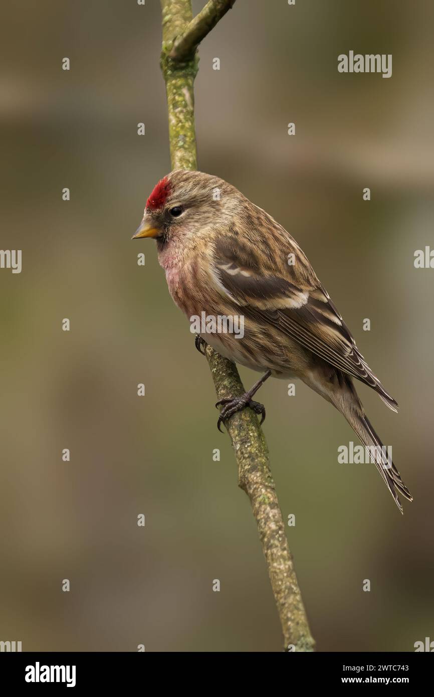 Un minuscule Redpoll commun perché délicatement sur une brindille sur une branche Banque D'Images