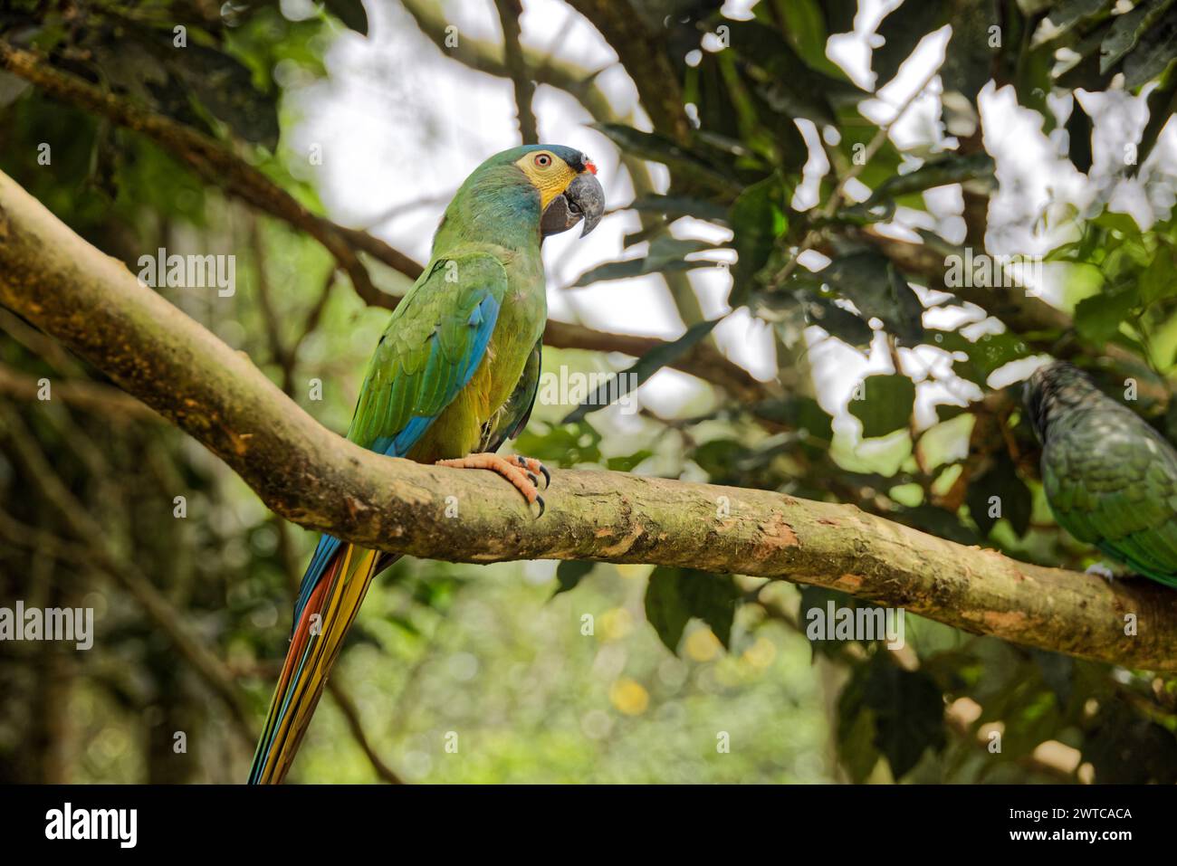 Foz do Iguaçu, Brésil. 19 janvier 2024. Le Parque das Aves (parc ornithologique) à Foz do Iguaçu, au Brésil, abrite plus de 1 300 oiseaux. Banque D'Images