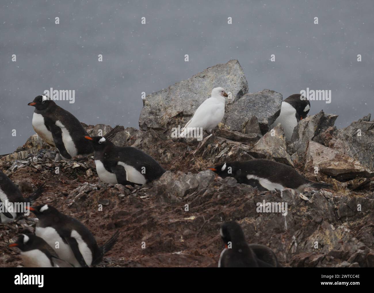 Sheathbill Snowy (Chionis albus), chez les manchots Gentoo, île de Danco, péninsule antarctique, janvier 2024 Banque D'Images