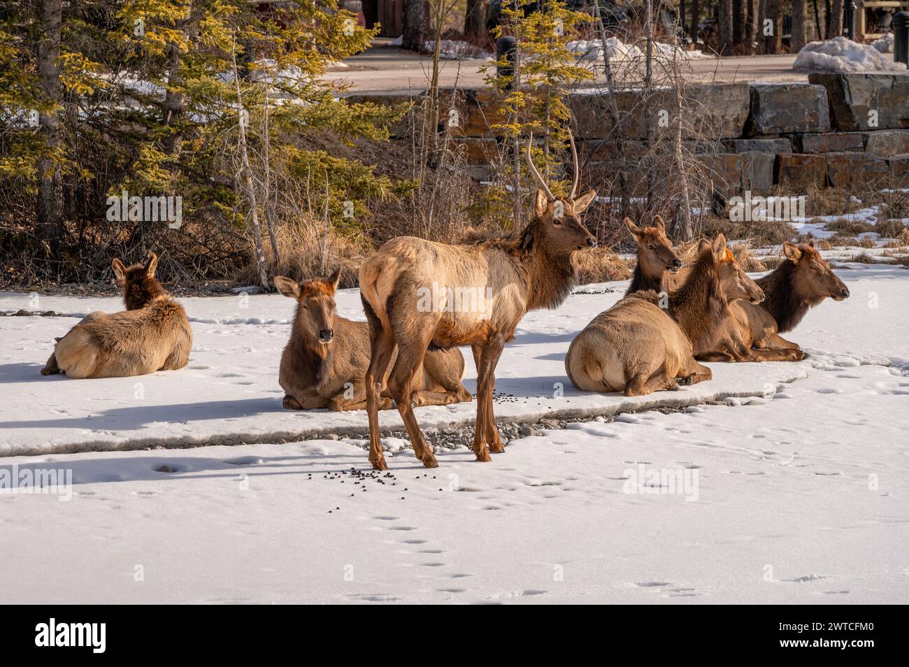 Wapitis à taureau avec un harem reposant sur un ruisseau gelé dans la ville de Canmore, Alberta, Canada Banque D'Images