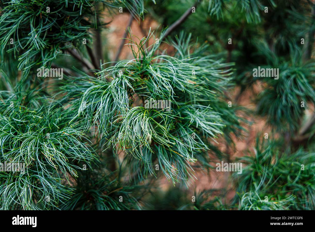 Arbuste de conifères nain à feuilles persistantes, aiguilles inhabituelles, pin de Weymouth ou pin blanc de l'est, Pinus strobus 'Tiny Kurls' pousse à RHS Wisley Garden, Surrey Banque D'Images