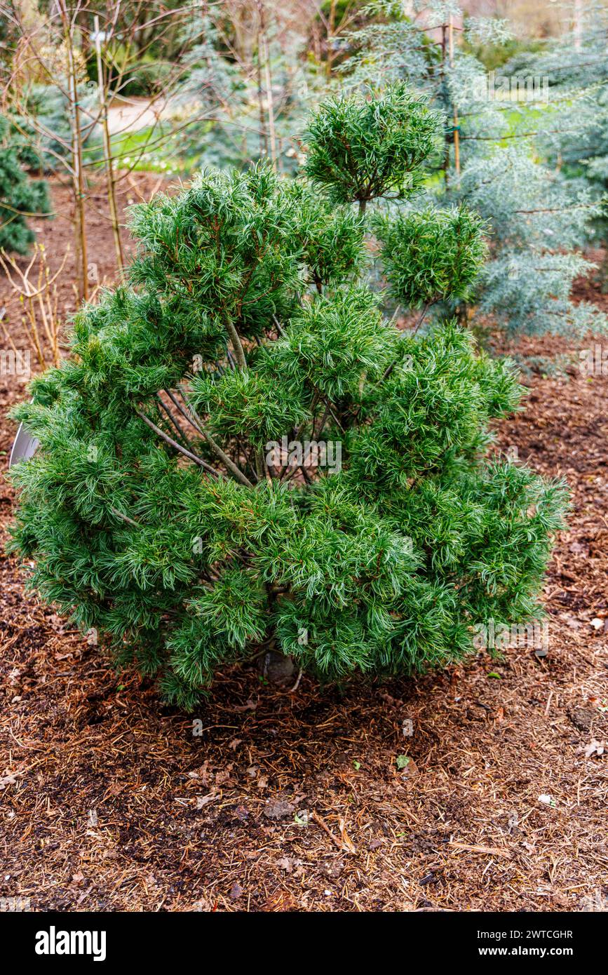 Arbuste de conifères nain à feuilles persistantes, aiguilles inhabituelles, pin de Weymouth ou pin blanc de l'est, Pinus strobus 'Tiny Kurls' pousse à RHS Wisley Garden, Surrey Banque D'Images