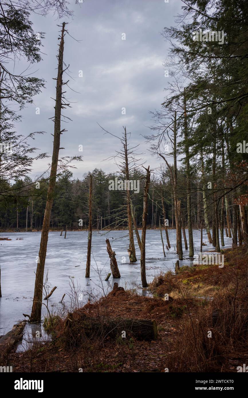 La forêt et la réserve faunique de Woodbourne juste au sud de Montrose, en Pennsylvanie, photographiée pendant une journée nuageuse d'hiver. Les troncs d'arbres morts sont hauts Banque D'Images