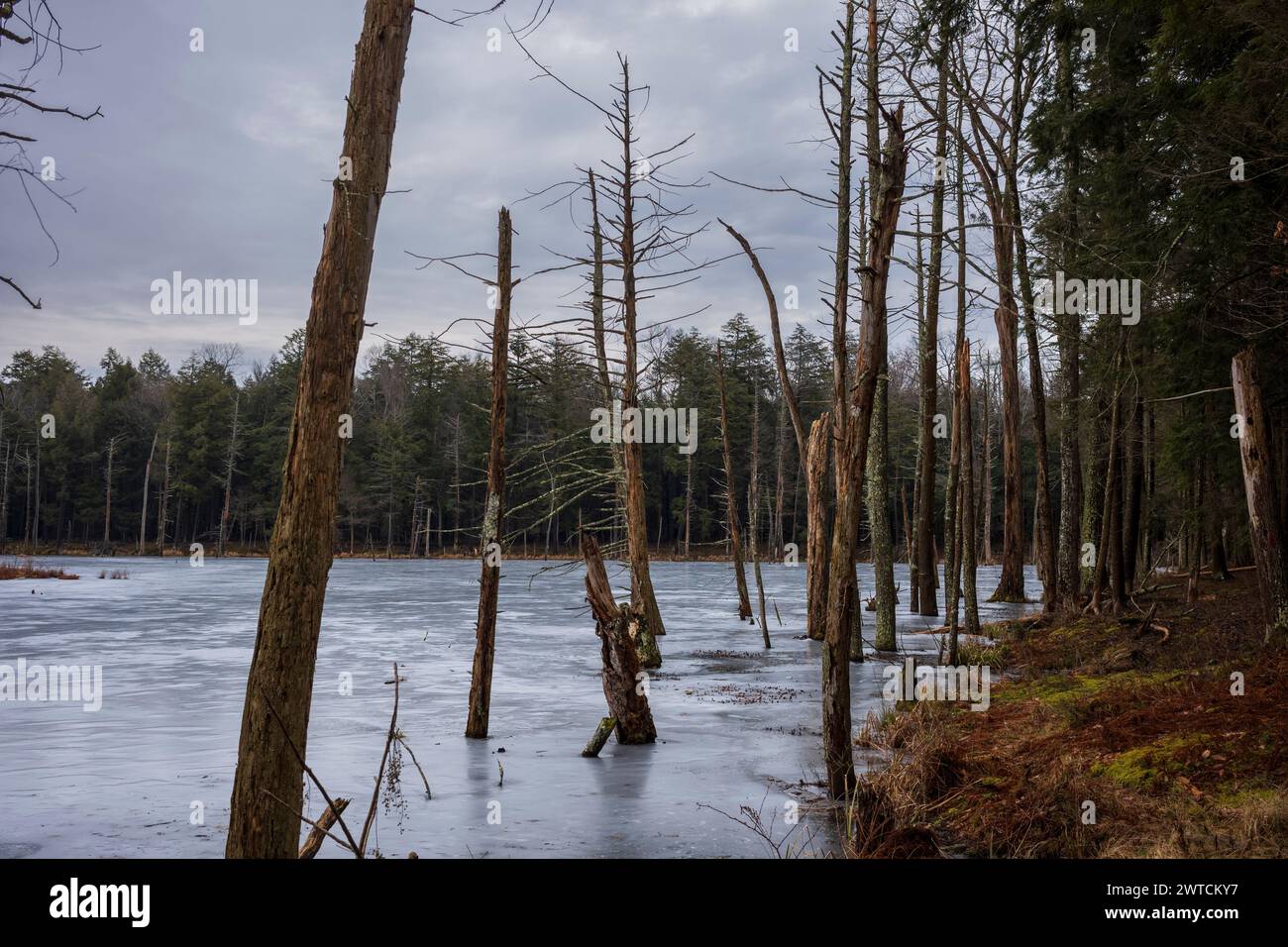 La forêt et la réserve faunique de Woodbourne juste au sud de Montrose, en Pennsylvanie, photographiée pendant une journée nuageuse d'hiver. Les troncs d'arbres morts sont hauts Banque D'Images