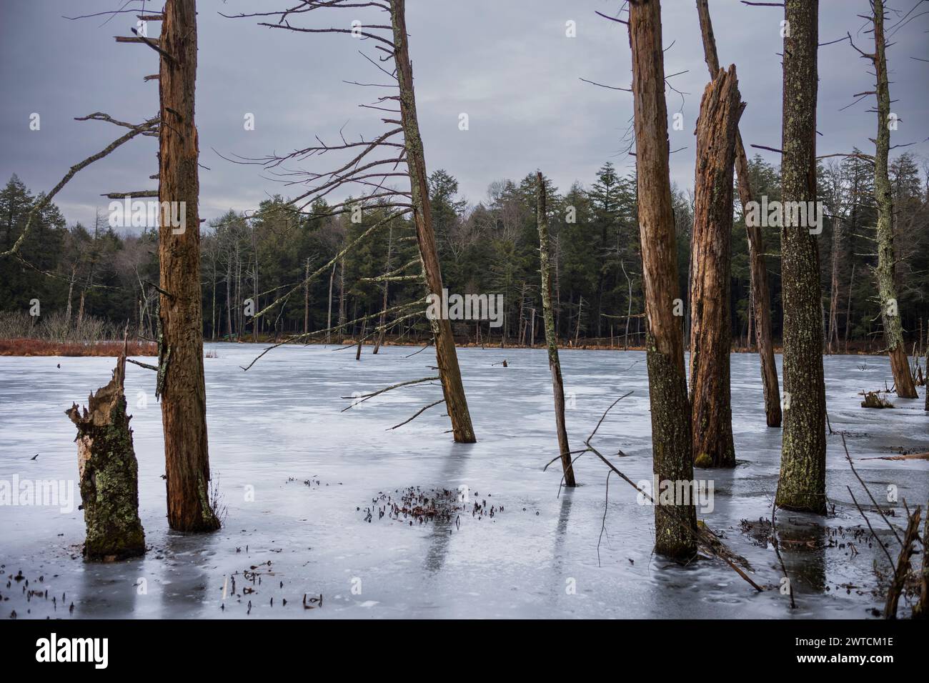 La forêt et la réserve faunique de Woodbourne juste au sud de Montrose, en Pennsylvanie, photographiée pendant une journée nuageuse d'hiver. Les troncs d'arbres morts sont hauts Banque D'Images