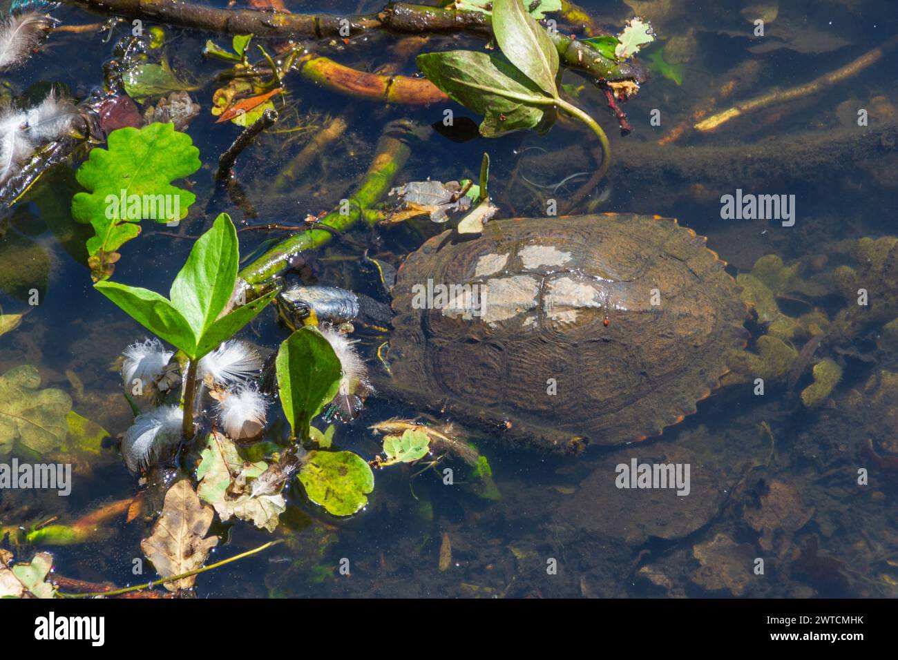 Southgate, Londres, Royaume-Uni - 7 juin 2015 : tortue partiellement submergée à Cat Hill Chase Side Pond. Banque D'Images